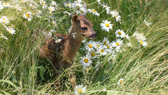 Mulți români fac această greșeală. Ce trebuie să faci dacă găsești un pui de căprioară singur în pădure