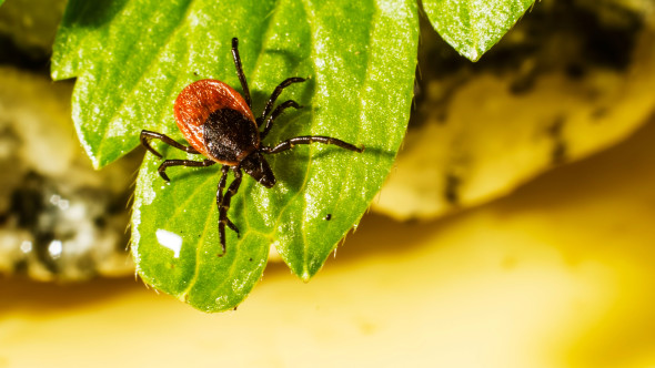 Pericol ascuns în sezonul cald. Bacteria rară care poate provoca simptome severe după mușcătura de căpușă