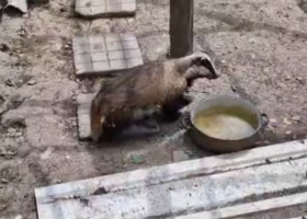 Bursuc surprins în cotețul găinilor, în Bacău/ Foto: Captură video