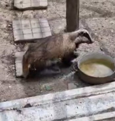 Bursuc surprins în cotețul găinilor, în Bacău/ Foto: Captură video