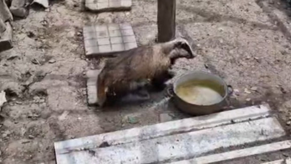 Bursuc surprins în cotețul găinilor, în Bacău. Reacția neașteptată a animalului când s-a trezit înconjurat de păsări