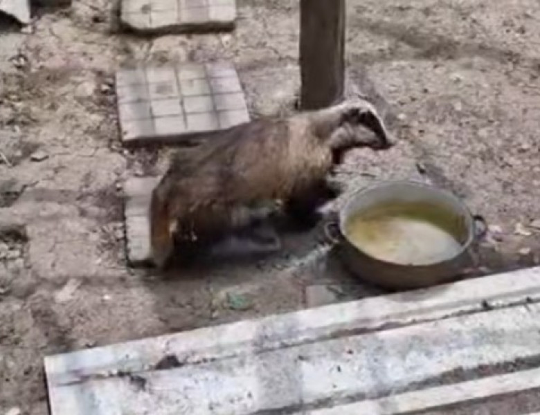 Bursuc surprins în cotețul găinilor, în Bacău/ Foto: Captură video