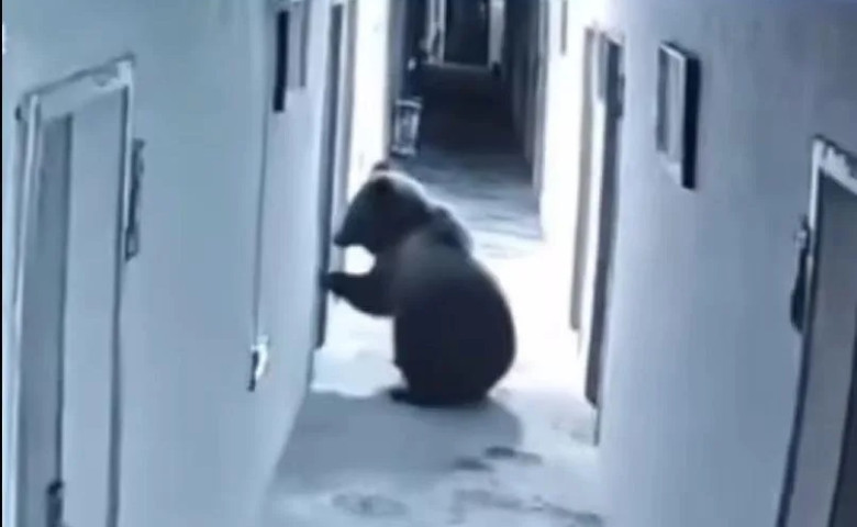 Un urs a intrat &icirc;ntr-un hotel la 5 dimineața&comma; a b&abreve;ut ap&abreve; din hol și a dat buzna peste turiști &icirc;n camer&abreve;&sol; Foto&colon; Captur&abreve; video