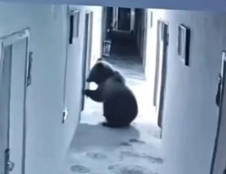 Un urs a intrat într-un hotel la 5 dimineața, a băut apă din hol și a dat buzna peste turiști în cameră/ Foto: Captură video