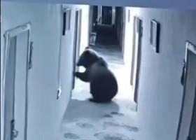 Un urs a intrat într-un hotel la 5 dimineața, a băut apă din hol și a dat buzna peste turiști în cameră/ Foto: Captură video