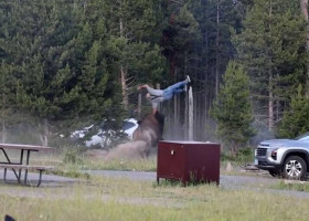 Momentul când un bărbat de 65 de ani este atacat de un bizon/ Foto: Captură video