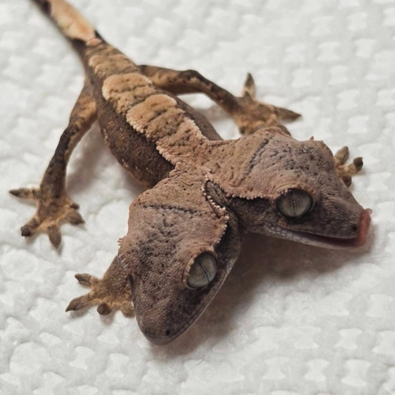 Un gecko cu două capete/ Profimedia