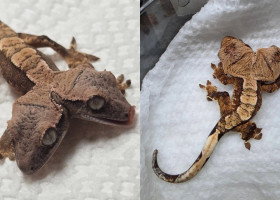 Un gecko cu două capete/ Profimedia