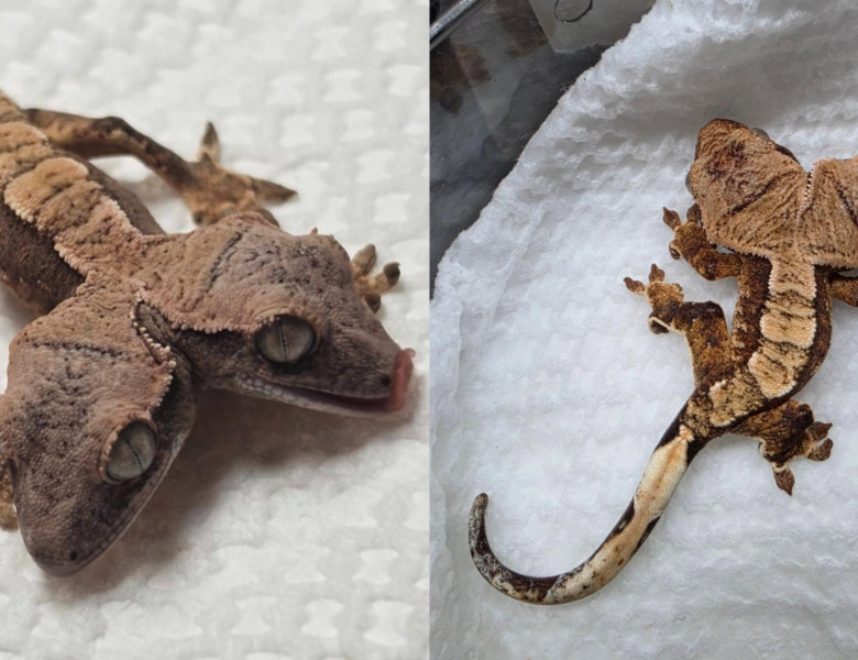 Un gecko cu două capete/ Profimedia