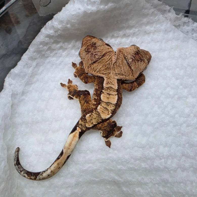 Un gecko cu două capete/ Profimedia