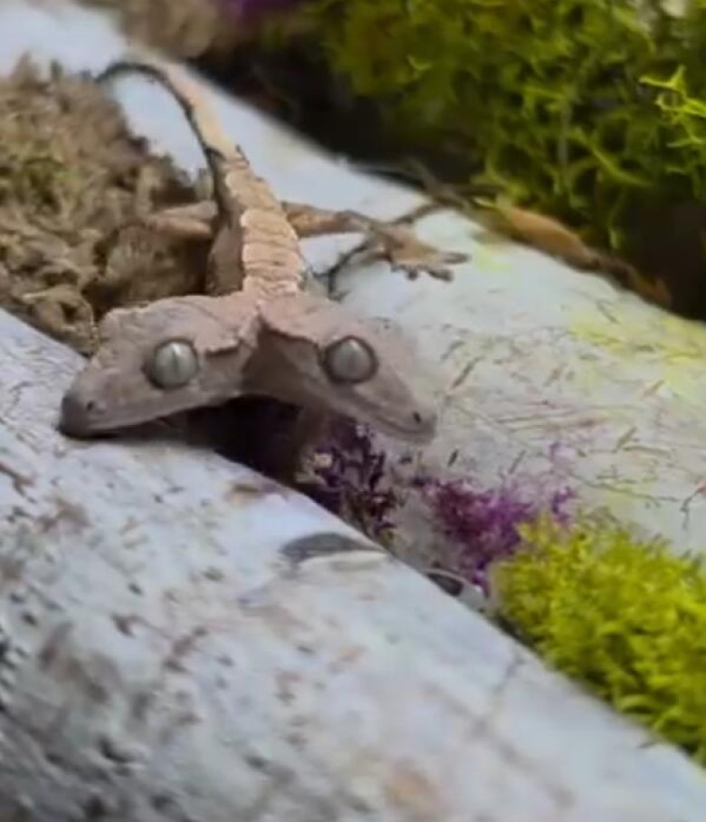 Un gecko cu două capete/ Profimedia