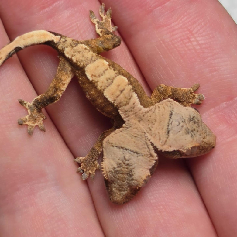 Un gecko cu două capete/ Profimedia