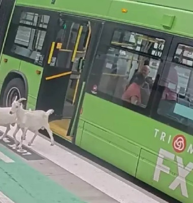 Două capre au urcat în autobuz și au pornit spre mall/ Foto: Captură video X