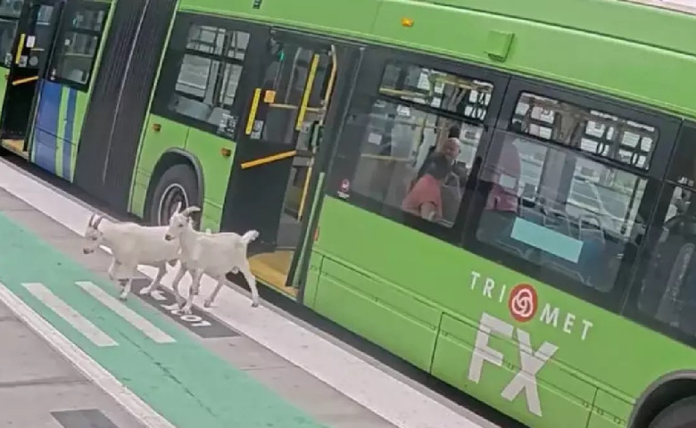 Dou&abreve; capre au urcat &icirc;n autobuz și au pornit spre mall&sol; Foto&colon; Captur&abreve; video X