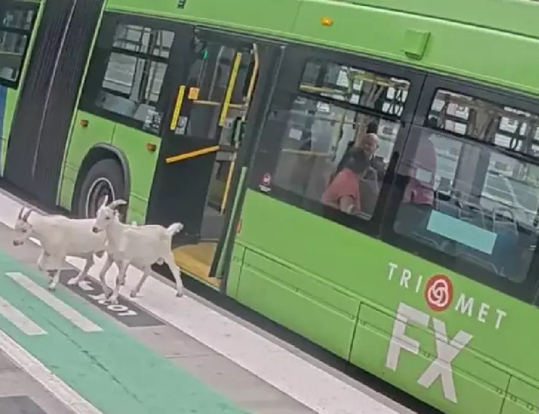 Două capre au urcat în autobuz și au pornit spre mall/ Foto: Captură video X