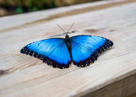 Press day opening of Edenya, the living sanctuary by Pairi Daiza, Brugelette, Hainaut, Belgium - 06 Feb 2026