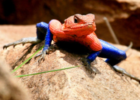 Șopârla Spider-Man din Africa/ Profimedia