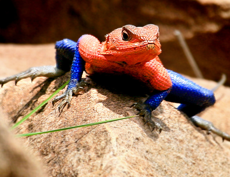 Șopârla Spider-Man din Africa/ Profimedia