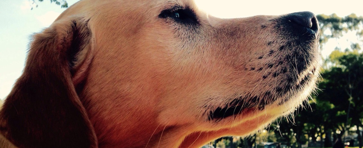 Golden Labrador dog in park sniffing