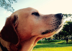 Golden Labrador dog in park sniffing