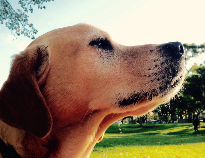 Golden Labrador dog in park sniffing