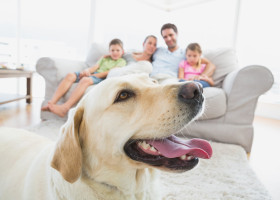 Labrador/ Profimedia