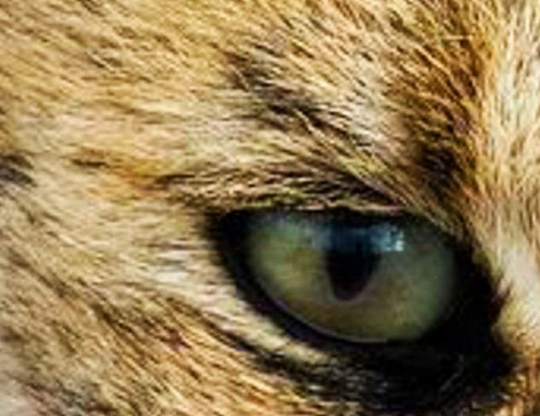 GUESS THE ANIMAL BY THEIR EYE