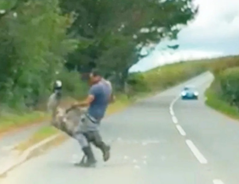 Momentul în care un emu evadat se bate cu un bărbat pe stradă/ Foto: Captură video