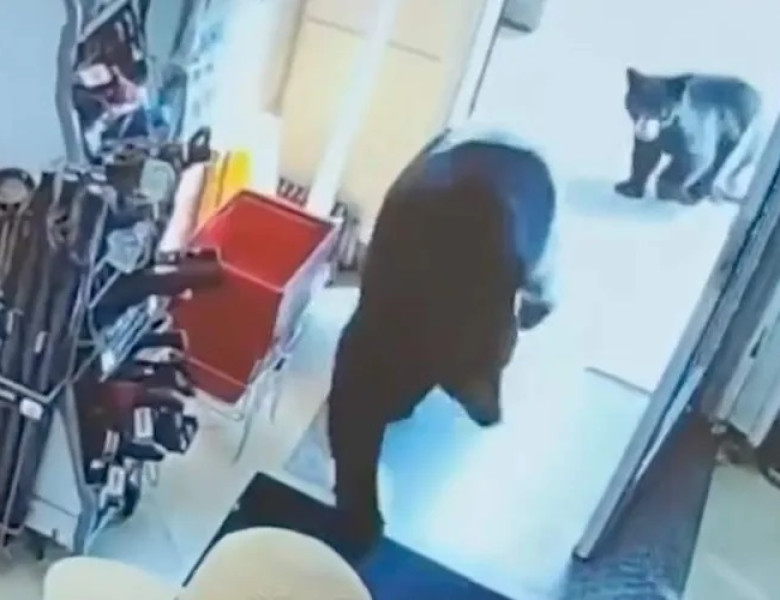 Momentul în care o ursoaică și puiul ei au intrat într-o farmacie/ Foto: Captură video