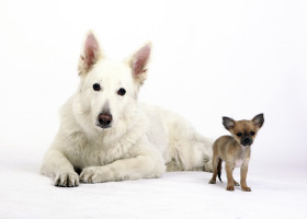 chihuahua and german shepherd