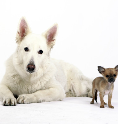 chihuahua and german shepherd