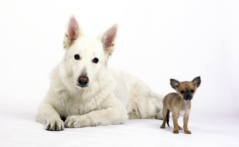 chihuahua and german shepherd