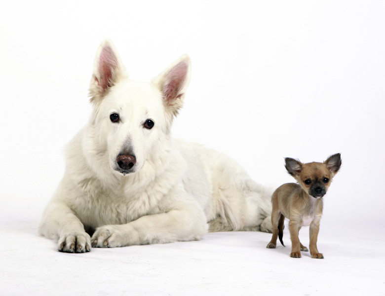 chihuahua and german shepherd