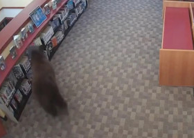 Un urs negru a intrat într-o bibliotecă din California/ Foto: Captură video