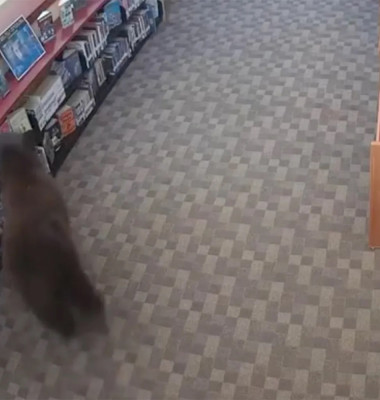 Un urs negru a intrat într-o bibliotecă din California/ Foto: Captură video