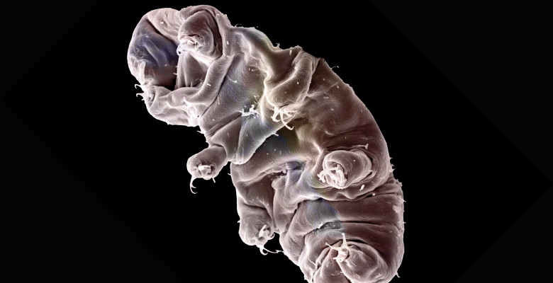 Tardigradele/ Profimedia