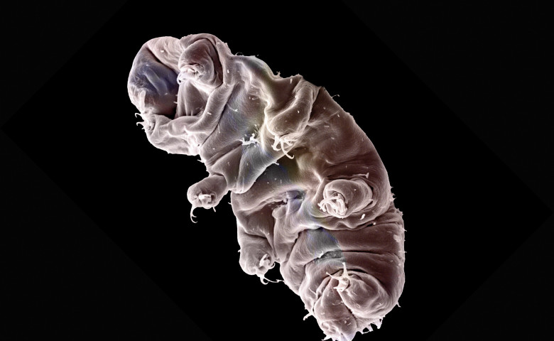 Tardigradele&sol; Profimedia