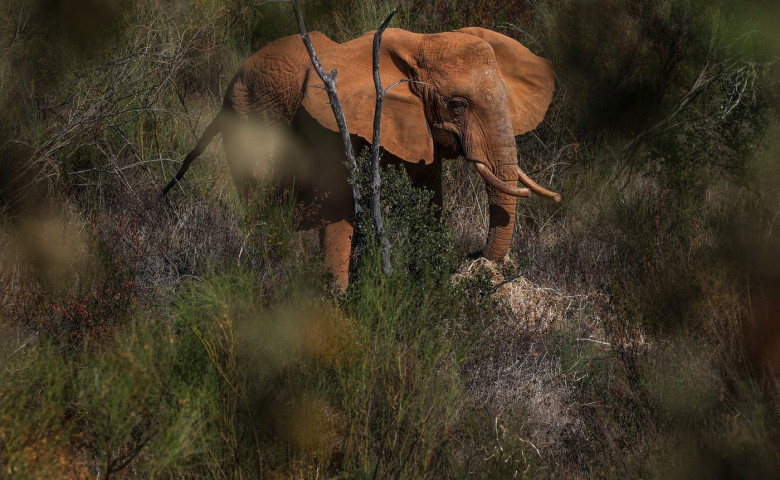 elefant &lpar;2&rpar;