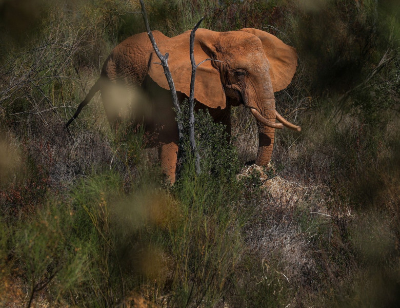 elefant (2)