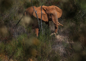 elefant (2)