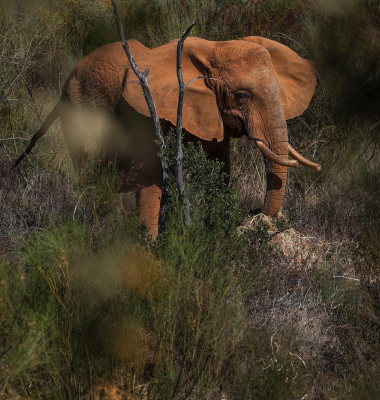 elefant (2)