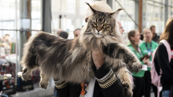 Parada pisicilor de lux! 1.500 de feline din 36 de țări s-au luptat pentru titlul de cele mai frumoase din lume. Doar 34 au câștigat