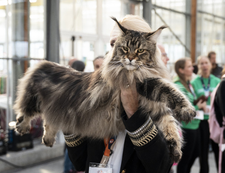 FIFe World Show 2026/ Profimedia