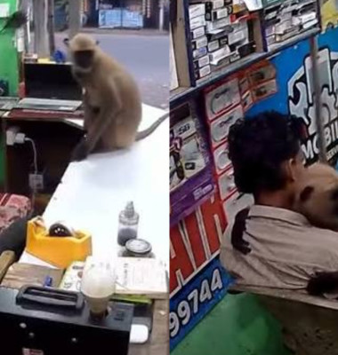 Momentul când o maimuță intră într-un magazin din India și îl ia în brațe pe vânzător/ Foto: Captură video