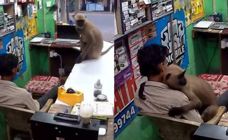 Momentul c&acirc;nd o maimuț&abreve; intr&abreve; &icirc;ntr-un magazin din India și &icirc;l ia &icirc;n brațe pe v&acirc;nz&abreve;tor&sol; Foto&colon; Captur&abreve; video