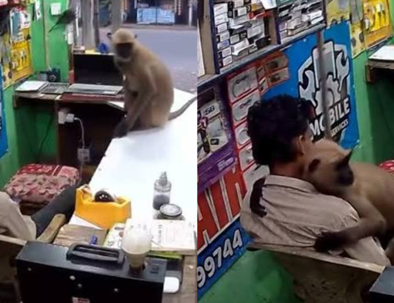 Momentul când o maimuță intră într-un magazin din India și îl ia în brațe pe vânzător/ Foto: Captură video