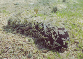 Trepangul negru/ Profimedia