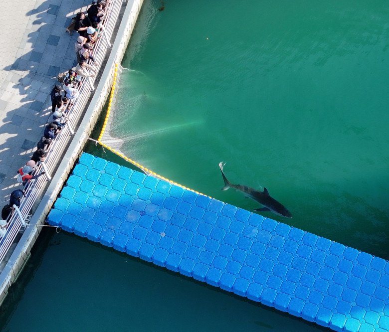 3rd rescue operation for Busan shark