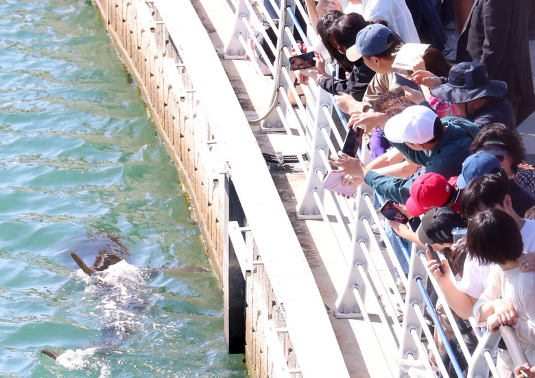 People gather to see shark in Busan
