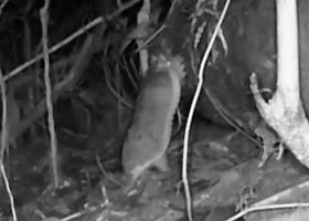 Animal rar surprins în jungla Amazonului/ Foto: Captură video